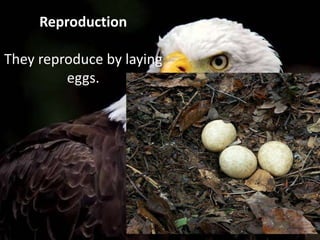 Reproduction
They reproduce by laying
eggs.
 