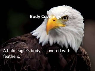 Body Coverings
A bald eagle's body is covered with
feathers.
 
