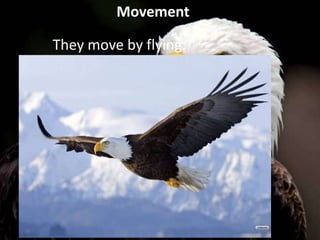 Movement
They move by flying.
 