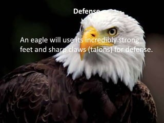 Defense
An eagle will use its incredibly strong
feet and sharp claws (talons) for defense.
 