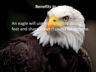 Benefits to man
An eagle will use its incredibly strong
feet and sharp claws (talons) for defense.
 