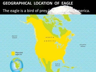 The eagle is a bird of prey found in North America.
GEOGRAPHICAL LOCATION OF EAGLE
 