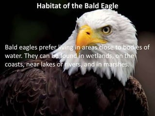 Habitat of the Bald Eagle
Bald eagles prefer living in areas close to bodies of
water. They can be found in wetlands, on the
coasts, near lakes or rivers, and in marshes.
 