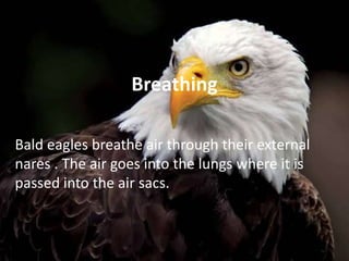 Breathing
Bald eagles breathe air through their external
nares . The air goes into the lungs where it is
passed into the air sacs.
 