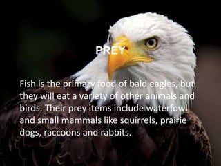 PREY
Fish is the primary food of bald eagles, but
they will eat a variety of other animals and
birds. Their prey items include waterfowl
and small mammals like squirrels, prairie
dogs, raccoons and rabbits.
 