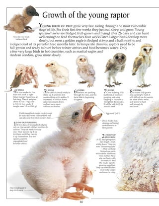 Butcher Raptor Eagle & birds of prey | PDF