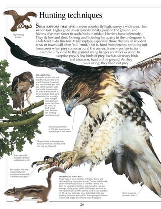 Eagle Example Eagle & birds of prey | PDF