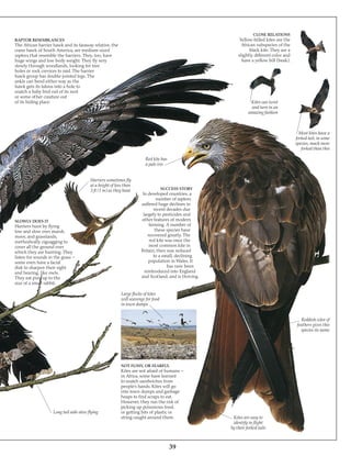 Eagle & birds of prey | PDF