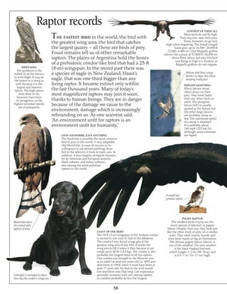Stooping Raptor Image Eagle & birds of prey | PDF