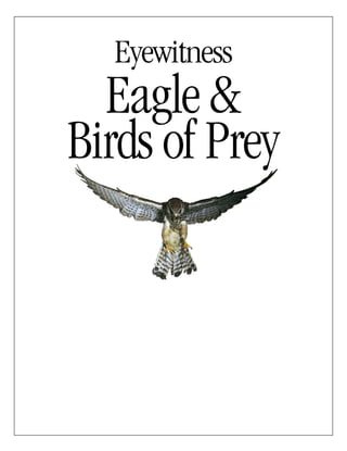 Eagles and Hawks - Birds of Prey Poster Vol. 2