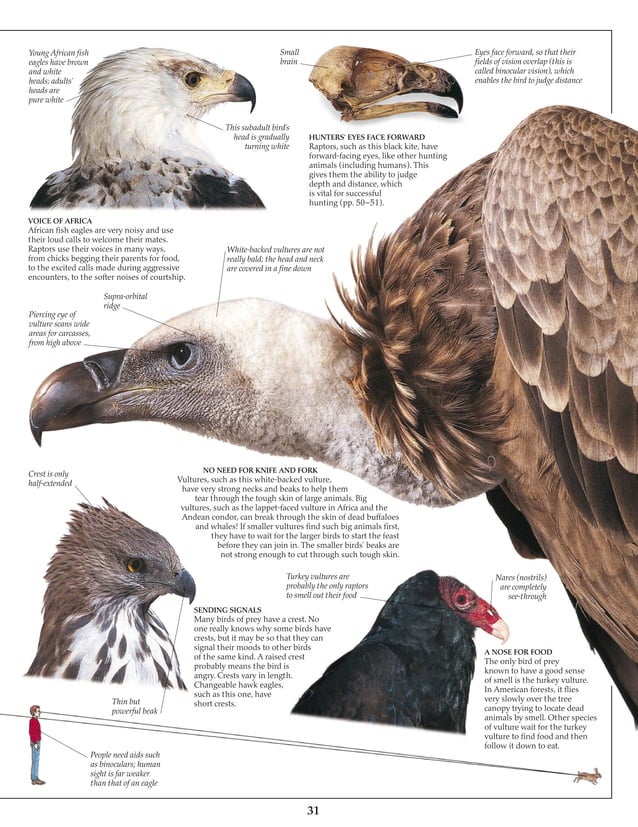 Eagle & birds of prey | PDF