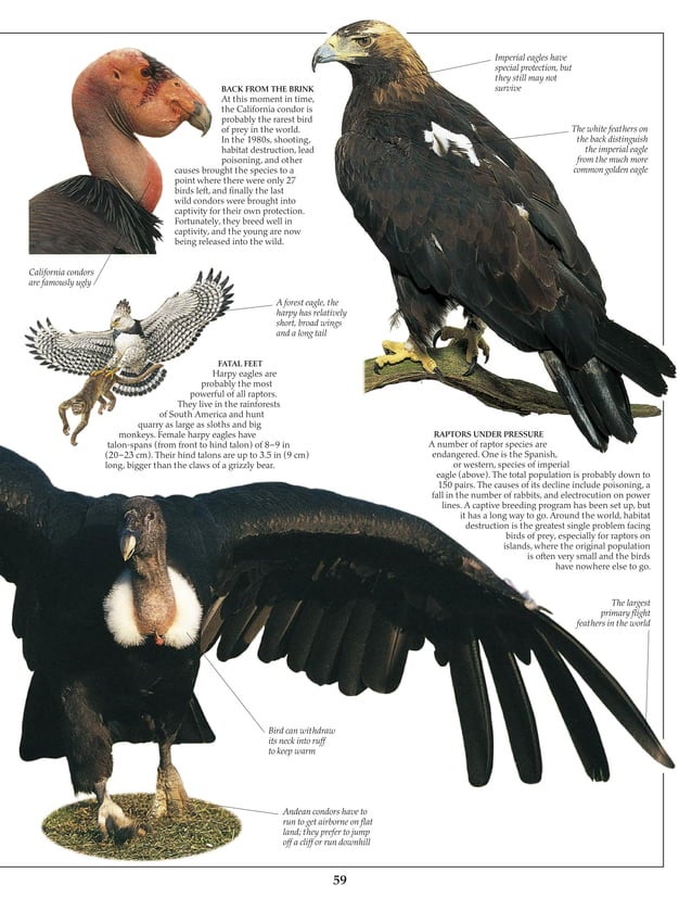 Eagle & birds of prey | PDF