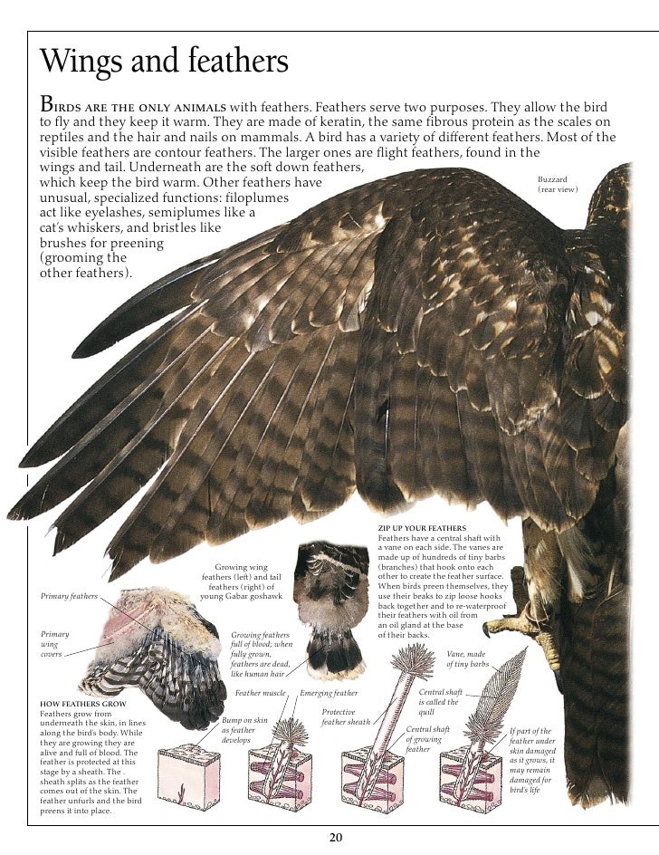 Eagle & birds of prey