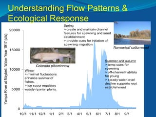 0
5000
10000
15000
20000
10/1 11/1 12/1 1/1 2/1 3/1 4/1 5/1 6/1 7/1 8/1 9/1
Spring
> create and maintain channel
features for spawning and seed
establishment
> provide cues for initiation of
spawning migration
Summer and autumn
> temp cues for
spawning
> off-channel habitats
for young
> steady water level
decline supports root
establishment
Winter
> minimal fluctuations
enhance survival of
fishes.
> ice scour regulates
woody riparian plants.
YampaRiveratMaybell,WaterYear1917(cfs)
Colorado pikeminnow
Narrowleaf cottonwood
Understanding Flow Patterns &
Ecological Response
 