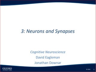 © 2018 1
3: Neurons and Synapses
Cognitive Neuroscience
David Eagleman
Jonathan Downar
 