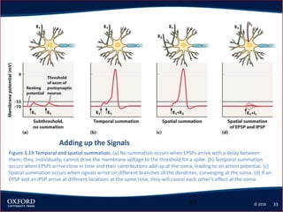 Eagleman Ch 3. Neurons and Synapses2.pptx