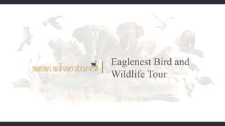 Eaglenest Bird and
Wildlife Tour
 