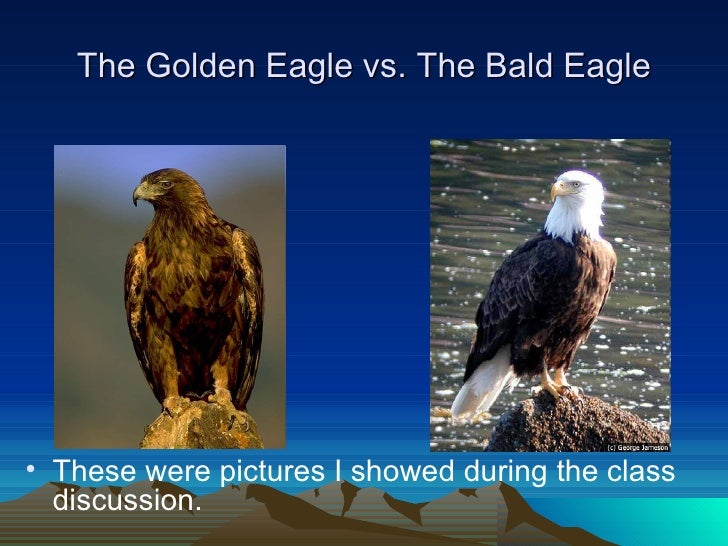 Compare Philippine Eagle Vs Bald Eagle