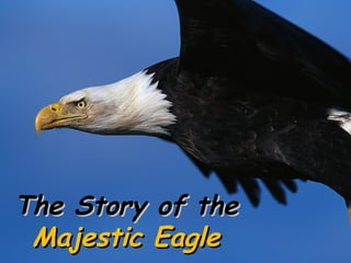 The Story of the
Majestic Eagle

 