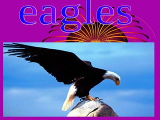 eagles 