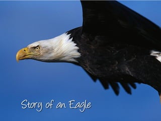 Eagle story