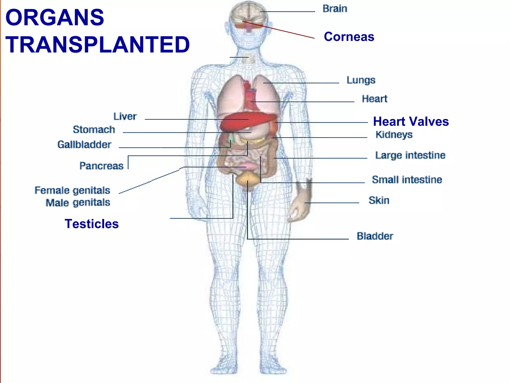 ORGANS   TRANSPLANTED Heart Valves Corneas Testicles 