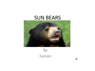 SUN BEARS By Eamon 