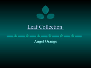 Leaf Collection  Angel Orange 