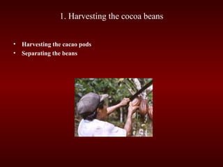 1. Harvesting the cocoa beans
• Harvesting the cacao pods
• Separating the beans
 