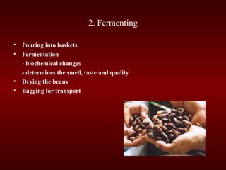 2. Fermenting
• Pouring into baskets
• Fermentation
- biochemical changes
- determines the smell, taste and quality
• Drying the beans
• Bagging for transport
 