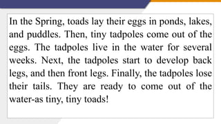 In the Spring, toads lay their eggs in ponds, lakes,
and puddles. Then, tiny tadpoles come out of the
eggs. The tadpoles live in the water for several
weeks. Next, the tadpoles start to develop back
legs, and then front legs. Finally, the tadpoles lose
their tails. They are ready to come out of the
water-as tiny, tiny toads!
 