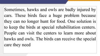 Sometimes, hawks and owls are badly injured by
cars. These birds face a huge problem because
they can no longer hunt for food. One solution is
to keep the birds at special rehabilitation centers.
People can visit the centers to learn more about
hawks and owls. The birds can receive the special
care they need
 