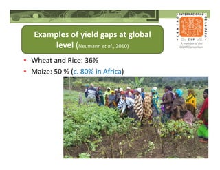 Examples of yield gaps at global
level (Neumann et al., 2010)
• Wheat and Rice: 36%
• Maize: 50 % (c. 80% in Africa)
 