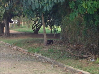 Circuitos Educadores