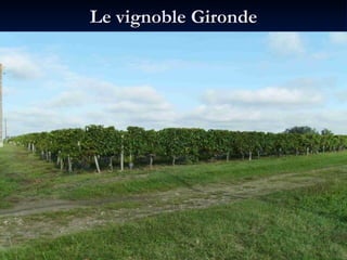 Le vignoble Gironde 