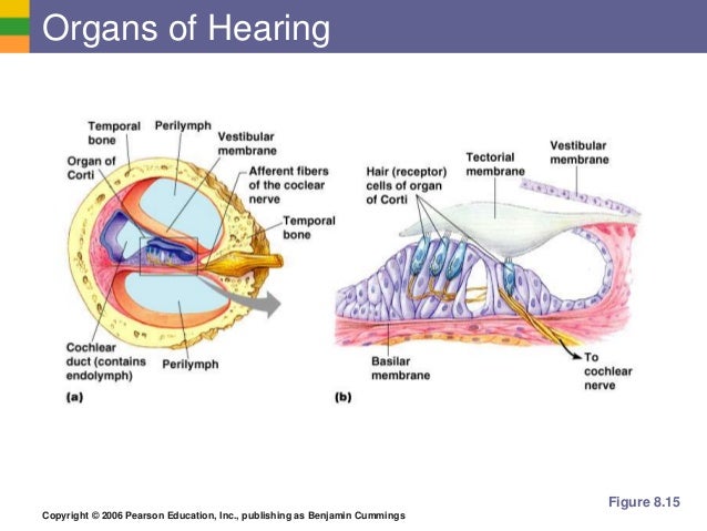 Ear