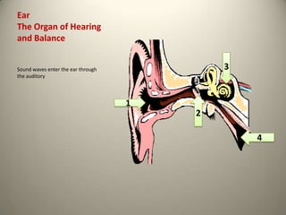 Ear The Organ of Hearingand Balance 3 Sound waves enter the ear through the auditory 2 1 4 