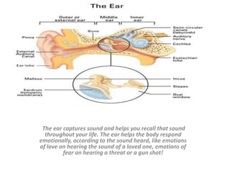  The ear captures sound and helps you recall that sound throughout your life. The ear helps the body respond emotionally, according to the sound heard, like emotions of love on hearing the sound of a loved one, emotions of fear on hearing a threat or a gun shot! 