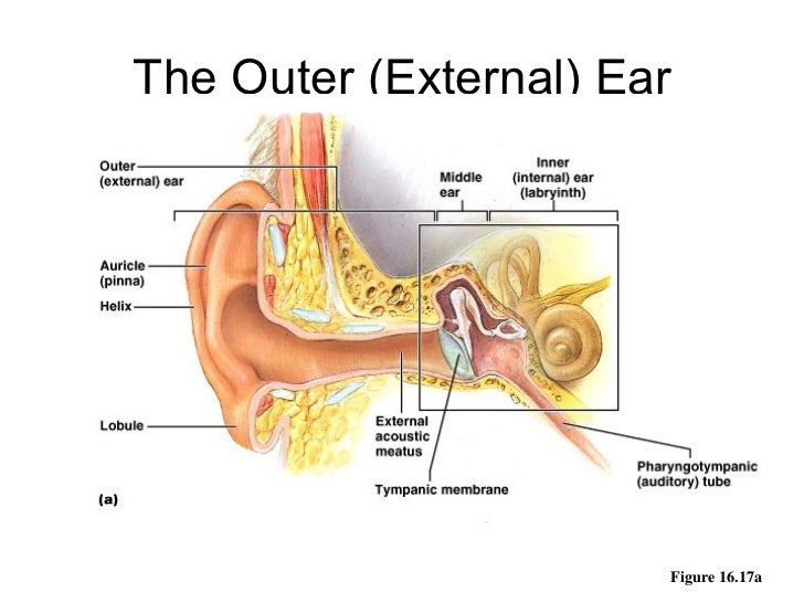 Ear Anatomy