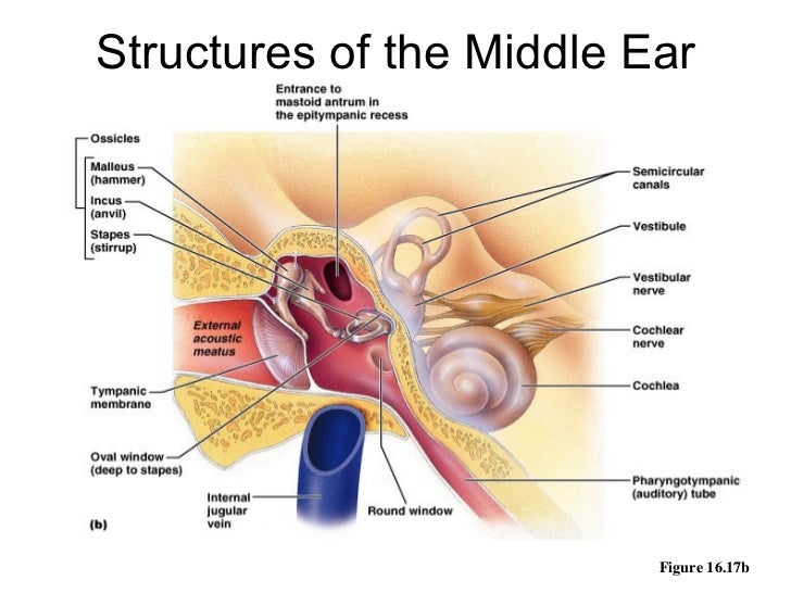 anatomy of the ear