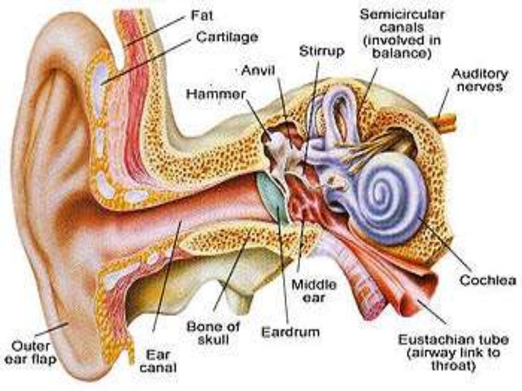 Ear