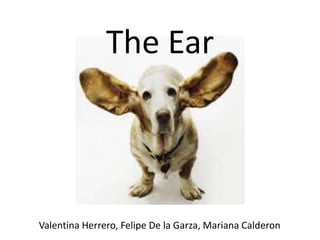 The Ear 
Valentina Herrero, Felipe De la Garza, Mariana Calderon 
 