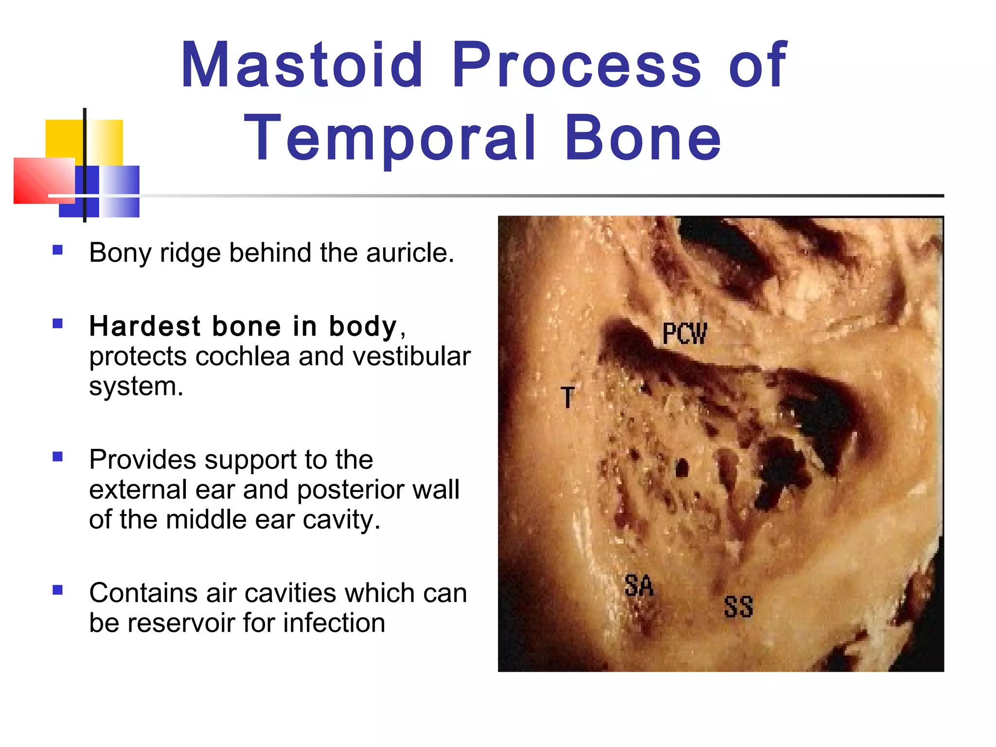 Mastoid Process of
Temporal Bone
 Bony ridge behind the auricle.
 Hardest bone in body,
protects cochlea and vestibular
system.
 Provides support to the
external ear and posterior wall
of the middle ear cavity.
 Contains air cavities which can
be reservoir for infection
 