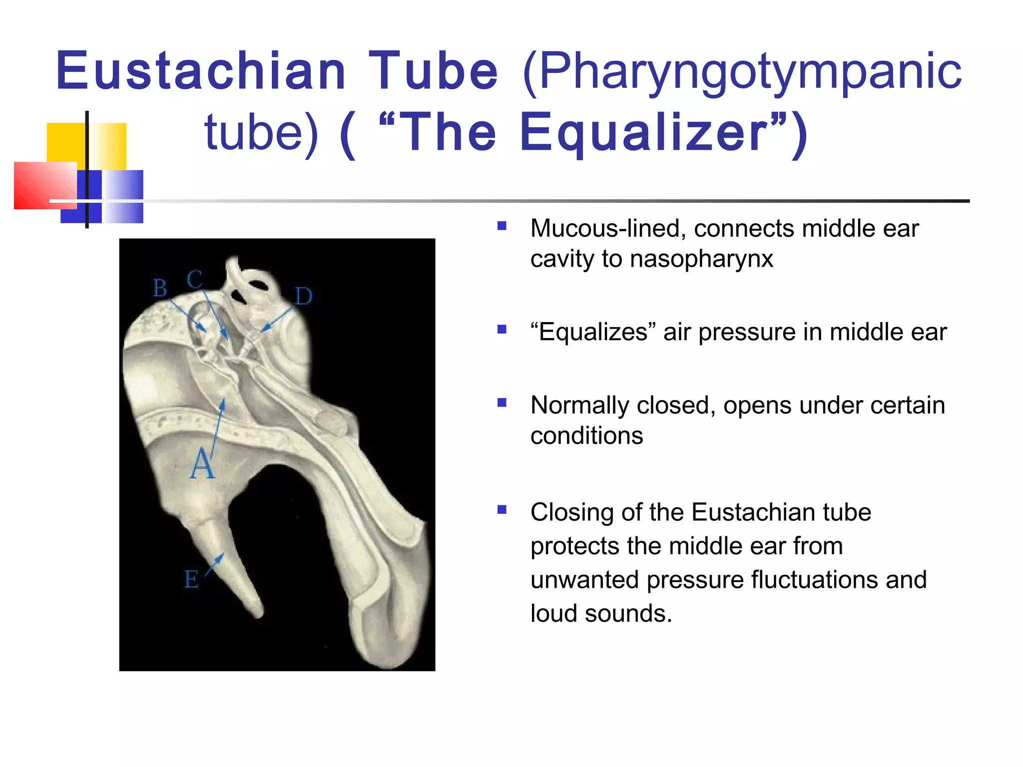 Eustachian Tube (Pharyngotympanic
tube) ( “The Equalizer”)
 Mucous-lined, connects middle ear
cavity to nasopharynx
 “Equalizes” air pressure in middle ear
 Normally closed, opens under certain
conditions
 Closing of the Eustachian tube
protects the middle ear from
unwanted pressure fluctuations and
loud sounds.
 