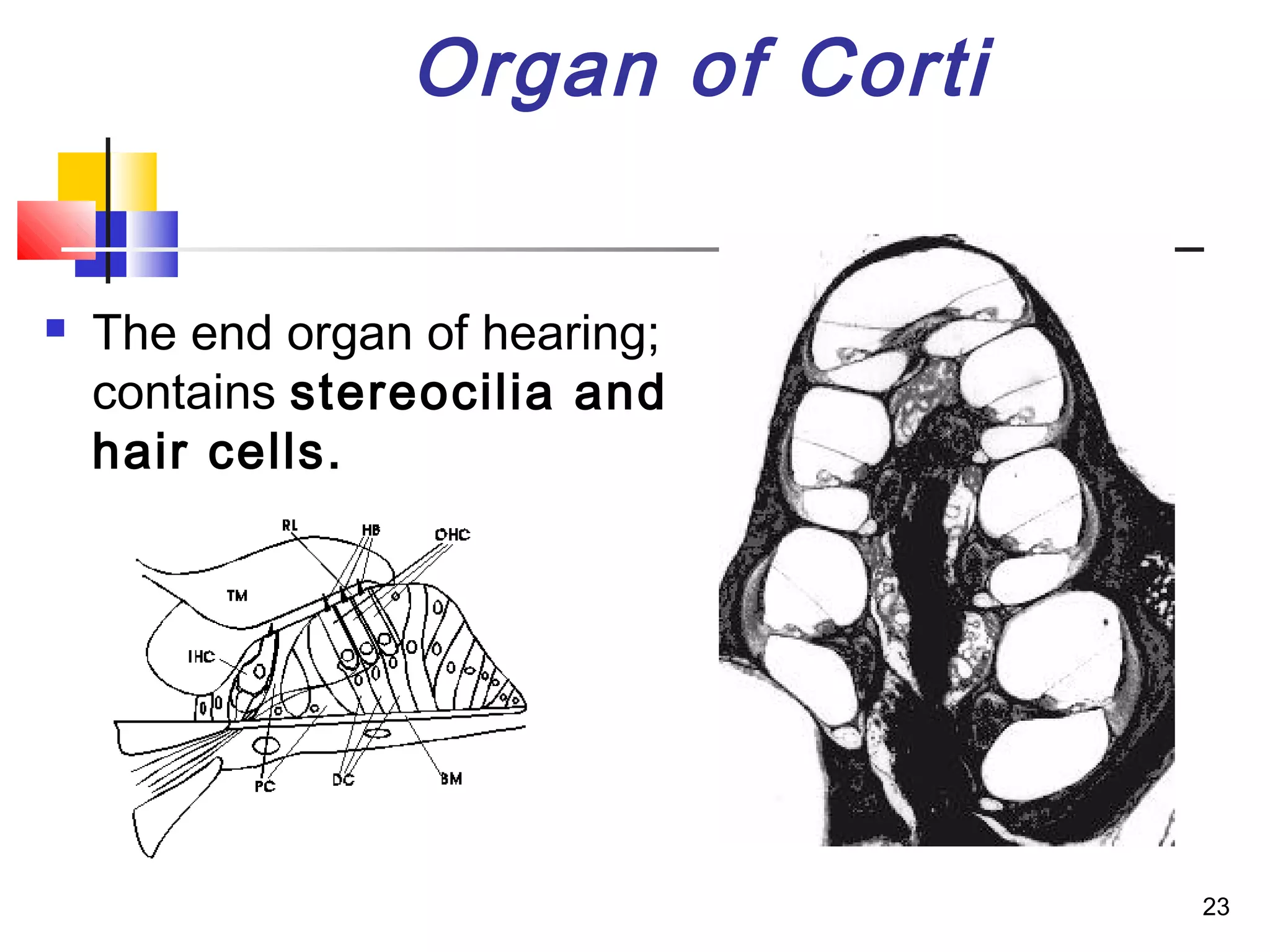 23
Organ of Corti
 The end organ of hearing;
contains stereocilia and
hair cells.
 