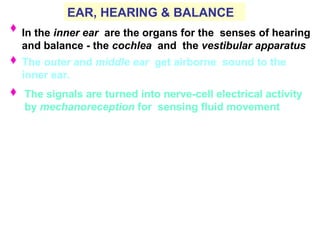 Ear | PPT