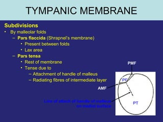 12
TYMPANIC MEMBRANE
Subdivisions
• By malleolar folds
– Pars flaccida (Shrapnel’s membrane)
• Present between folds
• Lax area
– Pars tensa
• Rest of membrane
• Tense due to
– Attachment of handle of malleus
– Radiating fibres of intermediate layer PF
PT
AMF
PMF
Line of attach of handle of malleus
on medial surface
 
