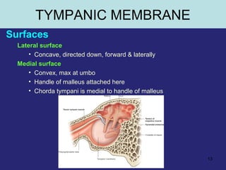 13
TYMPANIC MEMBRANE
Surfaces
Lateral surface
• Concave, directed down, forward & laterally
Medial surface
• Convex, max at umbo
• Handle of malleus attached here
• Chorda tympani is medial to handle of malleus
 