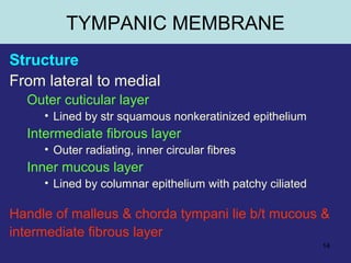 14
Structure
From lateral to medial
Outer cuticular layer
• Lined by str squamous nonkeratinized epithelium
Intermediate fibrous layer
• Outer radiating, inner circular fibres
Inner mucous layer
• Lined by columnar epithelium with patchy ciliated
Handle of malleus & chorda tympani lie b/t mucous &
intermediate fibrous layer
TYMPANIC MEMBRANE
 