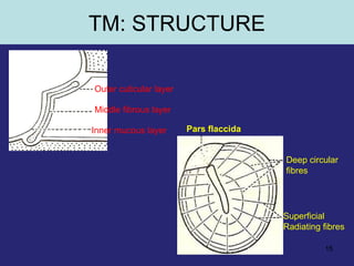 15
Outer cuticular layer
Middle fibrous layer
Inner mucous layer
Deep circular
fibres
Superficial
Radiating fibres
Pars flaccida
TM: STRUCTURE
 